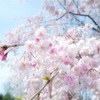 桜のリースレッスンと門出の花たち