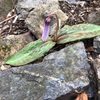 桐生 お花の山「鳴神山」　駒形登山口