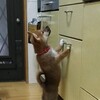 大きくなったね