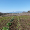 20/3/6　帷子川の畑　菜花