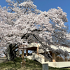 長瀞・秩父で桜を見てきた。
