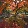 京都の紅葉2014・今年の色づきは（2）～嵐山・天龍寺