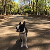 穂高氏詐欺にあう（代々木公園へ遠征）