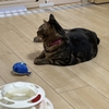お友達をぶん殴るニナさん…🤔