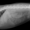 膀胱結石の猫の一例　