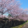 中日桜が咲きました（西方寺）2020 - 風に吹かれて隠れ里