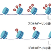 ヒストン修飾が自閉症発症メカニズムに関与