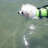 犬OKの江津良海水浴場でLuLu泳ぐ