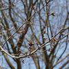 花の命は短くて～今年も２月の梅の季節が