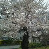 桜2012