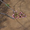 高田公園桜の開花