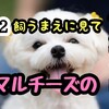 ＃12マルチーズのデメリット