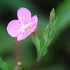 2017年9月の観察記録（植物）