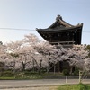 和歌山「根来寺」周辺で花見