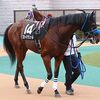 スタートで他馬に寄られて手綱を大きく引っ張る不利が応える。その後、直線勝負に切り替えるも、道中の追走に余裕がなく、４角を回ってくる時は若干置かれ気味。直線は大外へ持ち出すも、ちょろっと脚を伸ばした程度で脚が上がってしまう。負け過ぎの感はあるも、今回は参考外の１戦。★ブロードアリュール