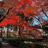 京都の紅葉を満喫した