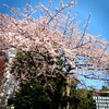 上野の桜満開！