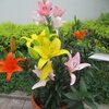 温室の珍しい花たち