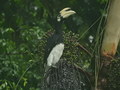 マレーシア ボルネオ島 キナバル山・コタキナバル周辺の野鳥