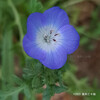 ネモフィラメンジェシー Nemophila menziesii