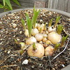 頑張ってるよ！暑さの中、新芽と開花と挿し木