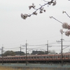 桜を入れて鉄道写真を撮影してみました