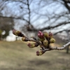 公園をハシゴする