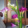 実家の庭花2024年4月