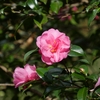 樹木公園の山茶花と紅葉