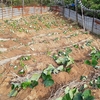 薩摩芋の植え付け