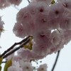 八重桜