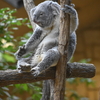 コアラ(東山動物園)