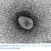 新規感染者9万人超え