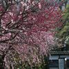 亀戸天神料亭若福前の梅