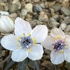 雨水の日にセツブンソウ開花！