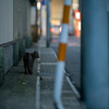 地元繁華街のねこさん