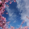 臨江寺の河津桜