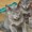 子猫達の成長
