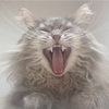 生まれ変わったら猫になりたいか。唯我独尊、我が家のお坊ちゃまの羨ましい暮らし。