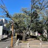 きなこ、付き合わされる