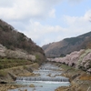 箱根町宮城野の早川堤(ﾂﾂﾐ)の桜と仙石原の湿生花園2020.4.3