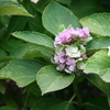 9月の紫陽花　日陰に咲く紫陽花が夏を越えて来たよ！