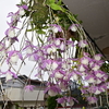 ピエラルディーの開花　Dendrobium aphyllum