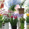 DAILY FLOWERS