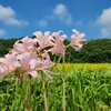 ピンクの花　２種