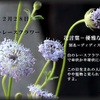 誕生花　２月２８日