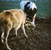＊フィルム作例＊Lomography LOMOCHROME COLOR'92