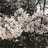 東京・千鳥ヶ淵でお花見！満開の桜が綺麗でした！