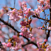 河津桜が満開です。