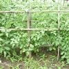 雨降りの合間に野菜の収穫